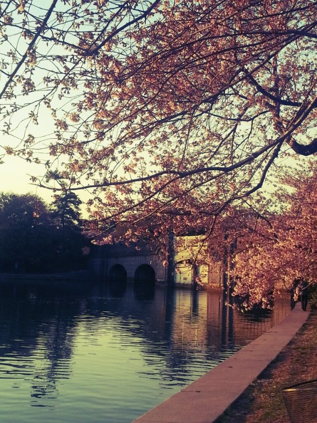 Cherry Blossoms_1