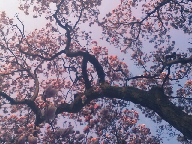 Cherry Blossoms_6
